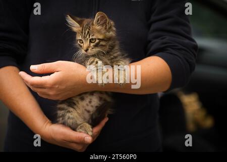 petit chat tabby moelleux dans les bras, petit chat dans les bras du nouveau propriétaire Banque D'Images