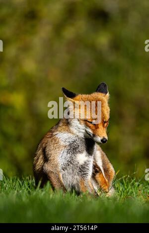 le renard roux dans les tons d'automne Banque D'Images