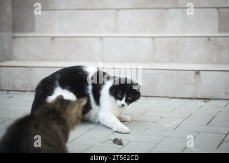 un chat noir et blanc a attrapé une souris et la cache à un autre chat, comme un chat chassant une souris Banque D'Images