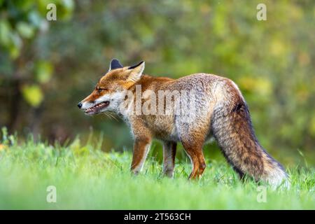 le renard roux dans les tons d'automne Banque D'Images