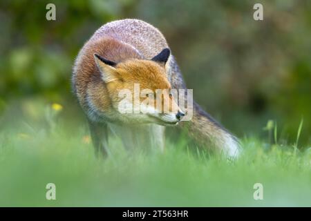 le renard roux dans les tons d'automne Banque D'Images