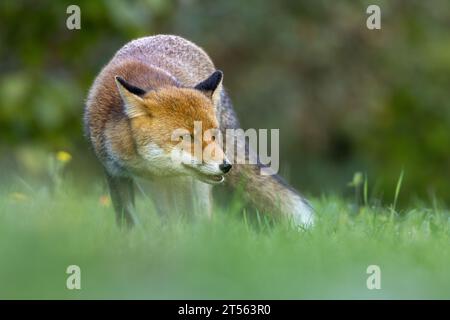 le renard roux dans les tons d'automne Banque D'Images