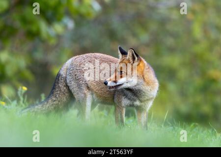 le renard roux dans les tons d'automne Banque D'Images