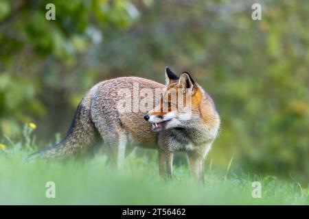 le renard roux dans les tons d'automne Banque D'Images