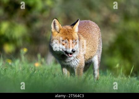 le renard roux dans les tons d'automne Banque D'Images