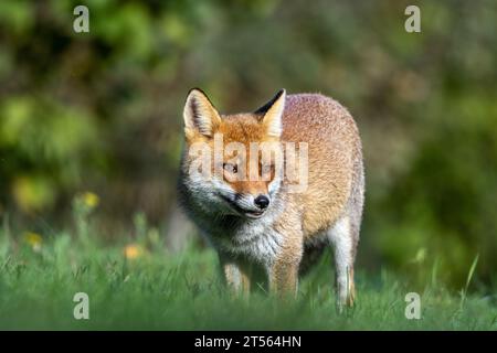 le renard roux dans les tons d'automne Banque D'Images