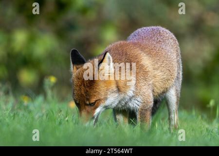 le renard roux dans les tons d'automne Banque D'Images