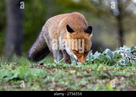 le renard roux dans les tons d'automne Banque D'Images
