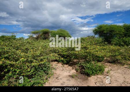 Brousse fleurie dans le nord du Kalahari pendant la saison des pluies, ferme d'hôtes Wildacker, au nord de Grootfontein, région d'Otjozondjupa, Namibie Banque D'Images