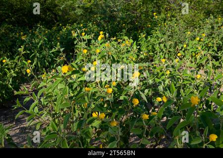 Brousse fleurie dans le nord du Kalahari pendant la saison des pluies, ferme d'hôtes Wildacker, au nord de Grootfontein, région d'Otjozondjupa, Namibie Banque D'Images