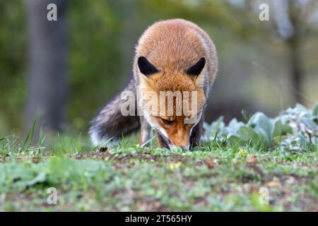 le renard roux dans les tons d'automne Banque D'Images