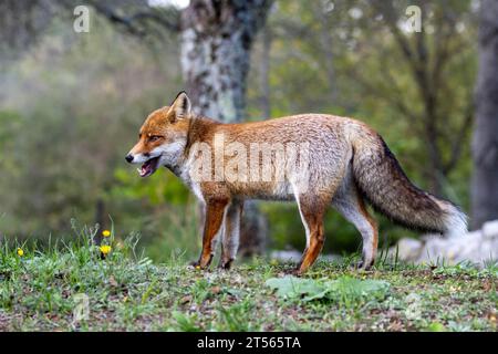 le renard roux dans les tons d'automne Banque D'Images