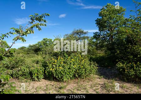 Brousse fleurie dans le nord du Kalahari pendant la saison des pluies, ferme d'hôtes Wildacker, au nord de Grootfontein, région d'Otjozondjupa, Namibie Banque D'Images