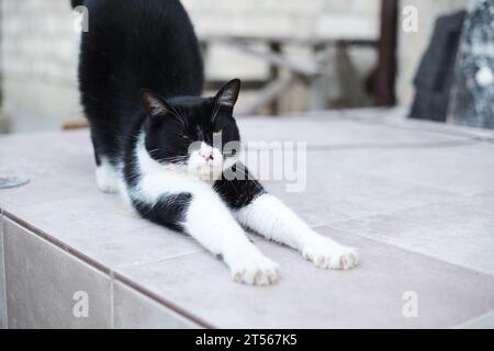 chat noir et blanc s'étendant sur le porche Banque D'Images