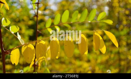 Jaunissement des feuilles des arbres en automne. Avion jauni et feuilles d'acacia. Feuilles jaunies contre le ciel bleu. Banque D'Images