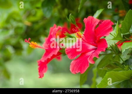 Fleurs d'un hibiscus (Hibiscus) dans le jardin de la ferme d'hôtes Wildacker, au nord de Grootfontein, région d'Otjozondjupa, Namibie Banque D'Images