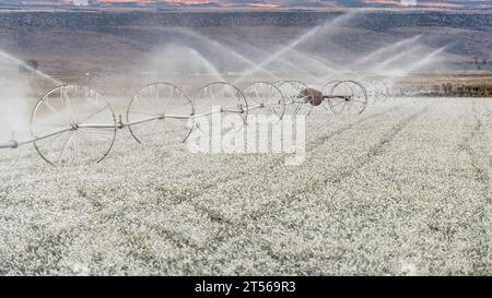Système d'irrigation sur un matin sous-gelé avant l'aube Banque D'Images