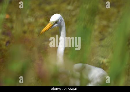 Une grande aigrette (Ardea alba) se nourrissant dans le marais de la Reserva ecologica Costanera sur, Buenos Aires, Argentine, Amérique du Sud Banque D'Images