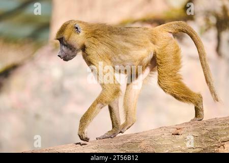 Babouin de Guinée (Papio papio) marchant sur une troncature d'arbre, Bavière, Allemagne Europe Banque D'Images