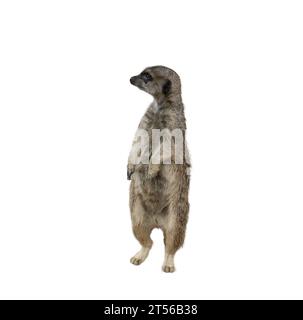 Meerkat - Suricata suricatta sur fond transparent Banque D'Images