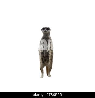 Meerkat - Suricata suricatta sur fond transparent Banque D'Images