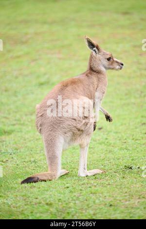 Kangourou gris occidental (Macropus fuliginosus), debout sur une prairie, Allemagne Banque D'Images