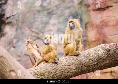 Babouins de Guinée (Papio papio) assis sur une troncature d'arbre, Bavière, Allemagne Europe Banque D'Images