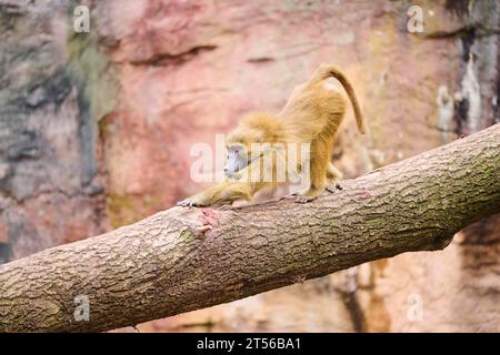 Babouin de Guinée (Papio papio) debout sur une troncature d'arbre, Bavière, Allemagne Europe Banque D'Images