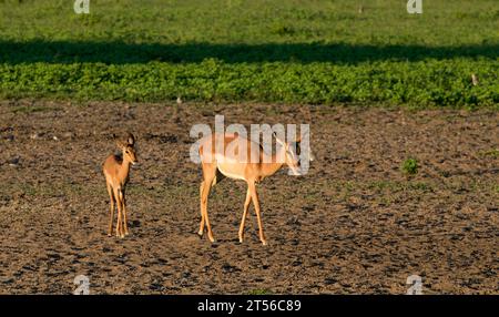 Impala femelle à face noire (Aepyceros petersi) avec des jeunes dans le nord du Kalahari, ferme d'hôtes Wildacker, nord Grootfontein, région d'Otjozondjupa, Namibie Banque D'Images