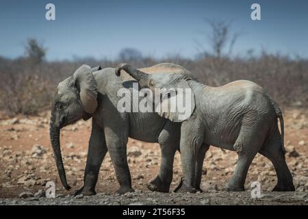 Éléphants d'Afrique (Loxodonta africana) dans un point d'eau, jeunes animaux jouant, parc national d'Etosha, Namibie Banque D'Images