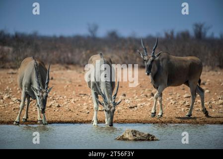 Elands communs (Taurotragus oryx) buvant dans un point d'eau, parc national d'Etosha, Namibie Banque D'Images