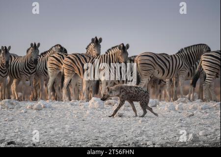 Hyène tachetée (Crocuta crocuta) et zèbre des plaines (Equis burchelli) dans un point d'eau, parc national d'Etosha, Namibie Banque D'Images