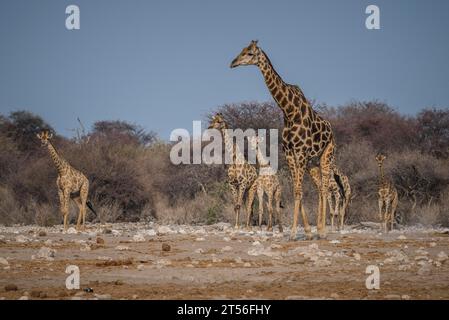 Girafes angolaises (Giraffa camelopardalis angolensis), un troupeau approchant d'un trou d'eau, parc national d'Etosha, Namibie Banque D'Images