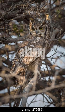 Chouette aigle tachetée (Bubo africanus), assise camouflée dans un arbuste, Parc national d'Etosha, Namibie Banque D'Images
