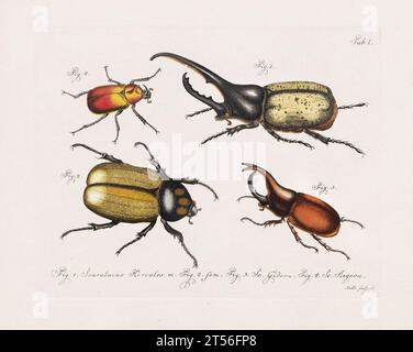 Illustration scientifique antique de Beetle d'environ 1800, remarquable pour ses couleurs âgées, représentant des coléoptères avec un charme vintage distinct, reflétant le Banque D'Images