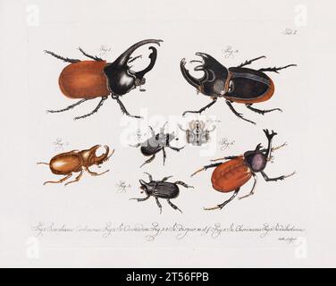 Illustration scientifique antique de Beetle d'environ 1800, remarquable pour ses couleurs âgées, représentant des coléoptères avec un charme vintage distinct, reflétant le Banque D'Images