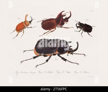 Illustration scientifique antique de Beetle d'environ 1800, remarquable pour ses couleurs âgées, représentant des coléoptères avec un charme vintage distinct, reflétant le Banque D'Images