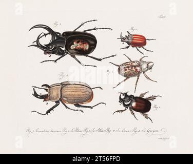 Illustration scientifique antique de Beetle d'environ 1800, remarquable pour ses couleurs âgées, représentant des coléoptères avec un charme vintage distinct, reflétant le Banque D'Images