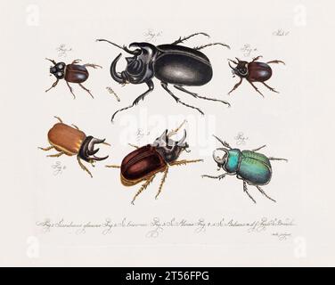 Illustration scientifique antique de Beetle d'environ 1800, remarquable pour ses couleurs âgées, représentant des coléoptères avec un charme vintage distinct, reflétant le Banque D'Images