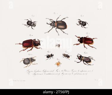 Illustration scientifique antique de Beetle d'environ 1800, remarquable pour ses couleurs âgées, représentant des coléoptères avec un charme vintage distinct, reflétant le Banque D'Images