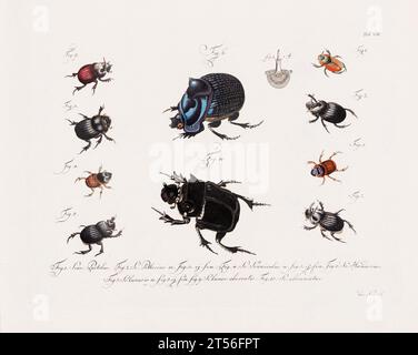 Illustration scientifique antique de Beetle d'environ 1800, remarquable pour ses couleurs âgées, représentant des coléoptères avec un charme vintage distinct, reflétant le Banque D'Images