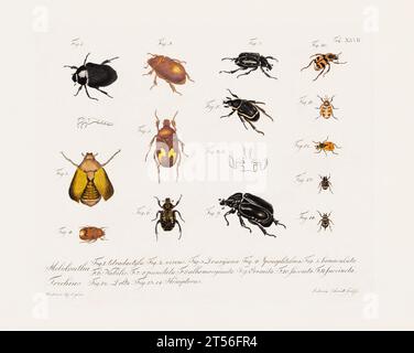 Illustration scientifique antique de Beetle d'environ 1800, remarquable pour ses couleurs âgées, représentant des coléoptères avec un charme vintage distinct, reflétant le Banque D'Images