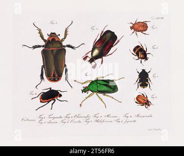 Illustration scientifique antique de Beetle d'environ 1800, remarquable pour ses couleurs âgées, représentant des coléoptères avec un charme vintage distinct, reflétant le Banque D'Images