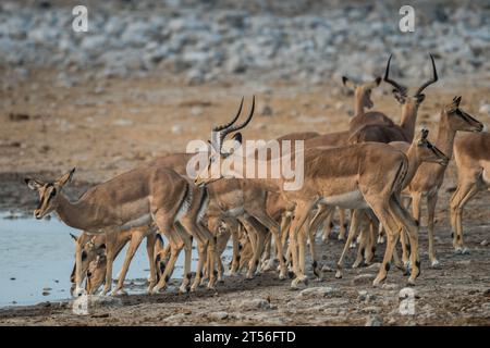 Impalas à face noire (Aepyceros melampus petersi), troupeau buvant au point d'eau, parc national d'Etosha, Namibie Banque D'Images