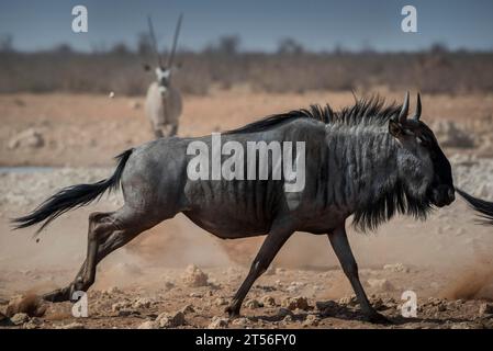 Gnous bleu (Connochaetes taurinus) marchant dans un point d'eau, parc national d'Etosha, Namibie Banque D'Images