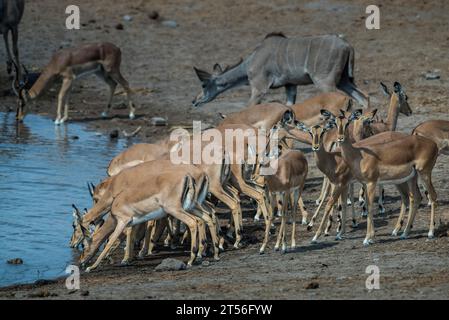 Impalas à face noire (Aepyceros melampus petersi), troupeau buvant au point d'eau, parc national d'Etosha, Namibie Banque D'Images