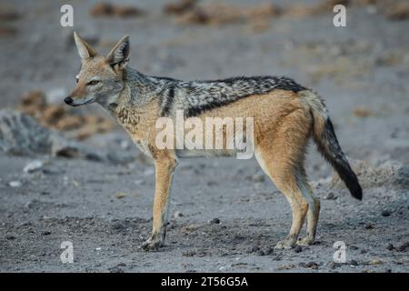 Le chacal à dos noir (Canis mesomelas), Etosha National Park, Namibie Banque D'Images