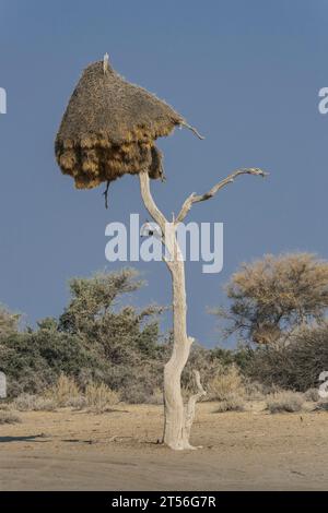 Nid communautaire de tisserands établis (Philetairus socius) sur un arbre, Parc national d'Etosha, Namibie Banque D'Images