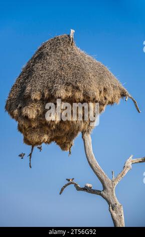 Nid communautaire de tisserands établis (Philetairus socius) sur un arbre, Parc national d'Etosha, Namibie Banque D'Images