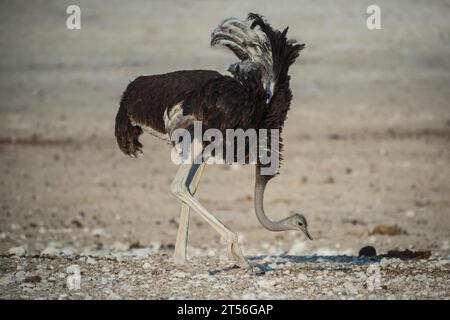 Autruche commune (Struthio camelus), jeune mâle, parc national d'Etosha, Namibie Banque D'Images